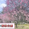 【2022年3月】梅林公園の梅が咲きました！写真を一挙公開！