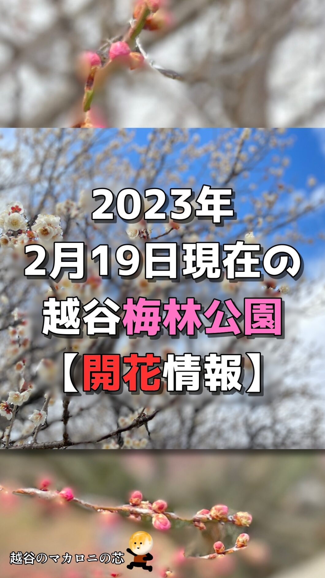 2023年2月19日現在の越谷梅林公園【開花情報】