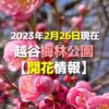 2023年2月26日現在の越谷梅林公園【開花情報】