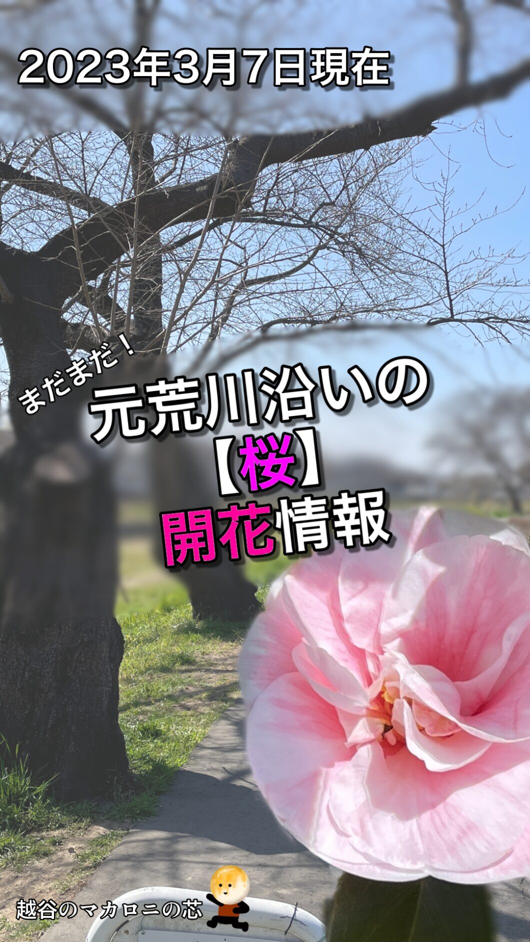 2023年3月7日現在の越谷市元荒川沿いの【桜】開花情報